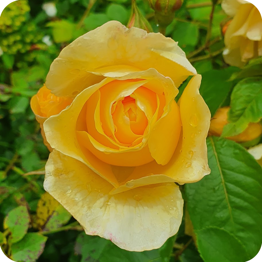 A yellow rose in summer