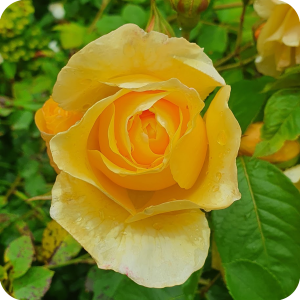 A yellow rose in summer