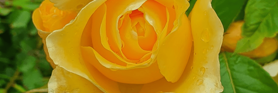 A yellow rose in summer