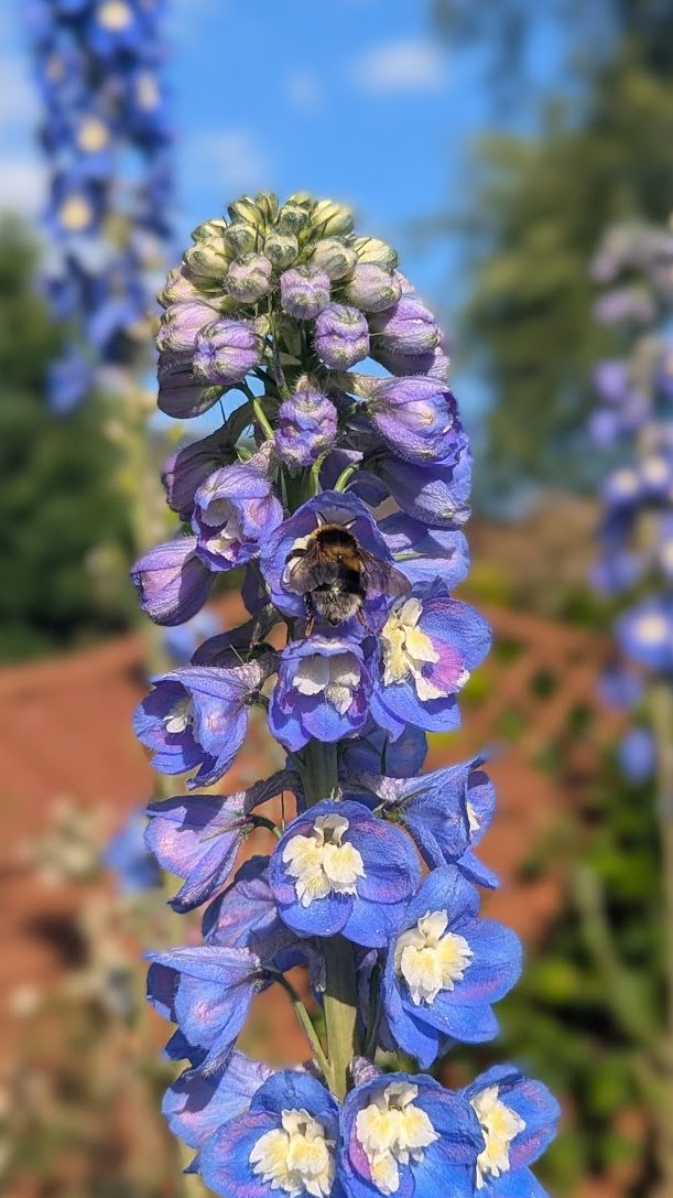 A bee on a purple plant in a garden